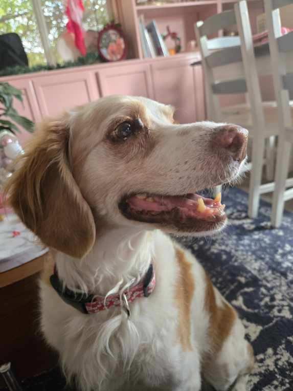 Junie, Adoptable, Senior Female English Springer Spaniel.