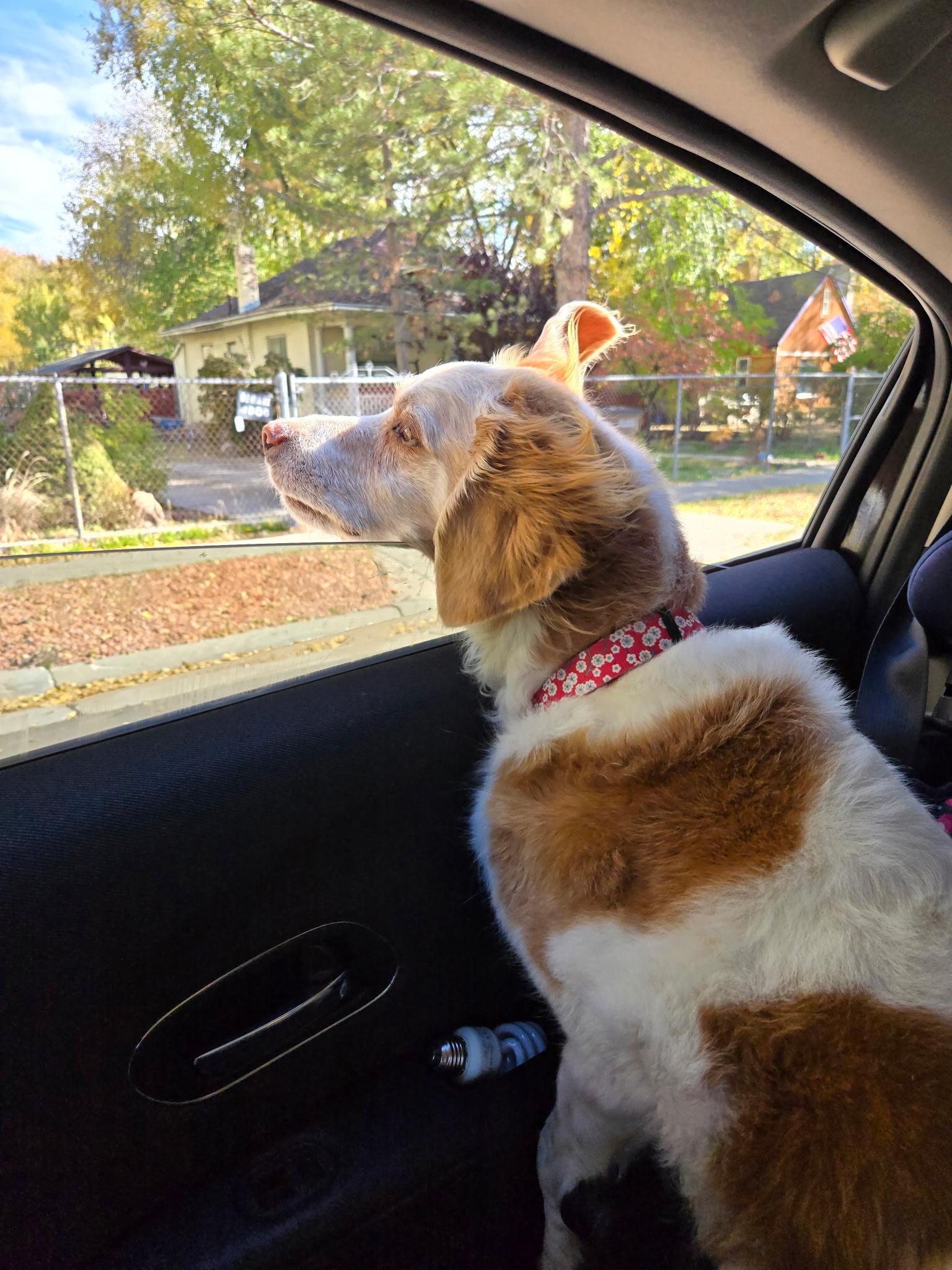 Junie, a Adoptable English Springer Spaniel in Roy, UT image 2/4