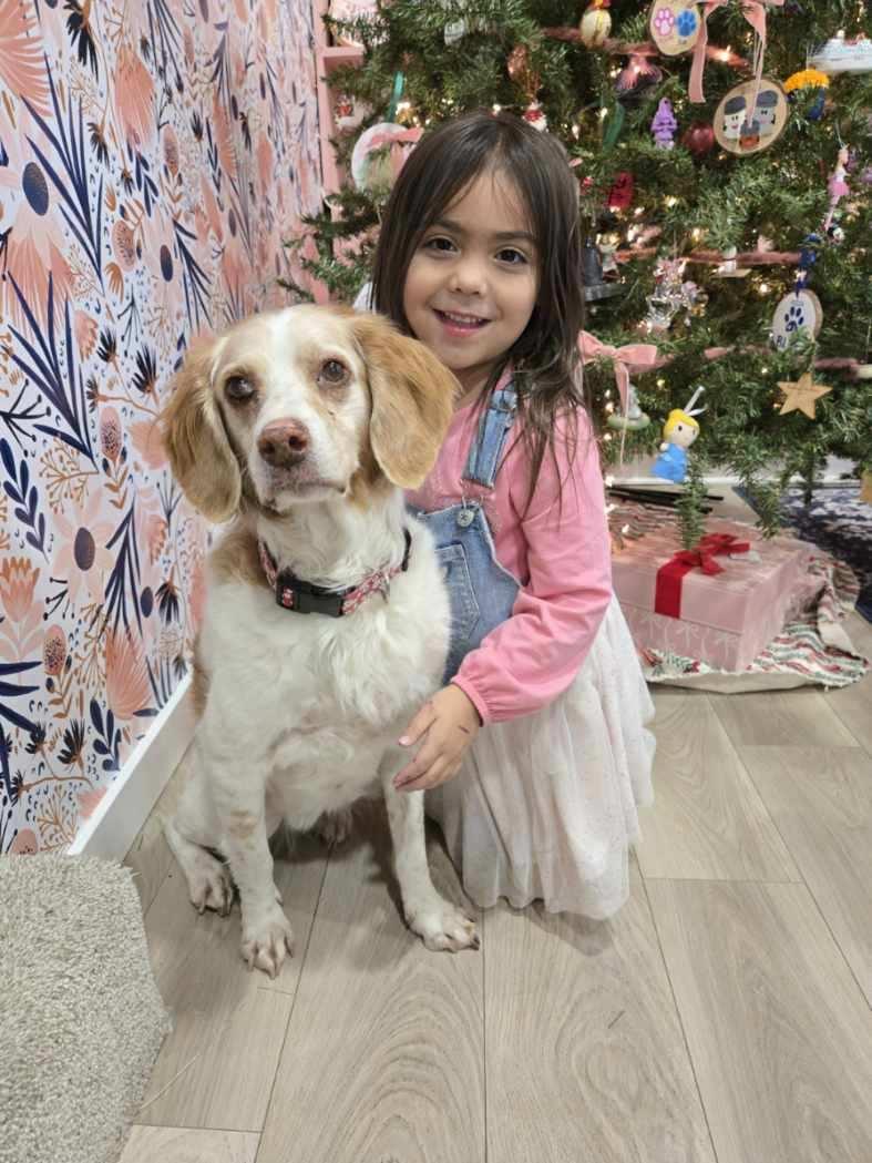 Junie, a Adoptable English Springer Spaniel in Roy, UT image 3/4