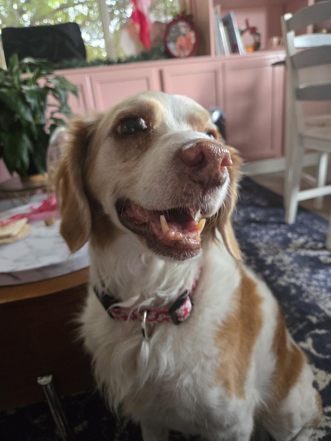 Junie, a Adoptable English Springer Spaniel in Roy, UT image 4/4