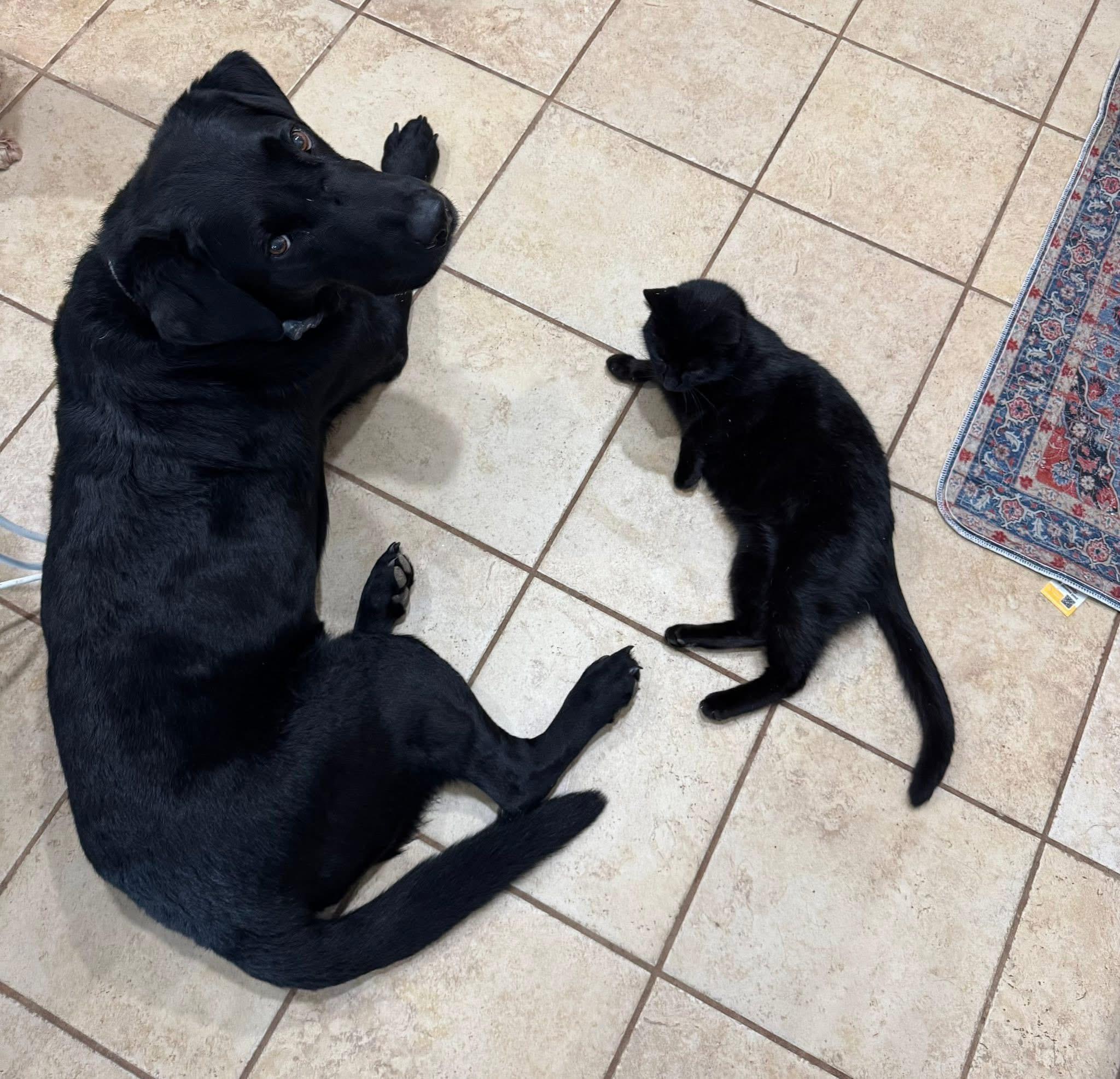 Enlarge Flower, a Adoptable Domestic Short Hair in Pluckemin, NJ image 2/6