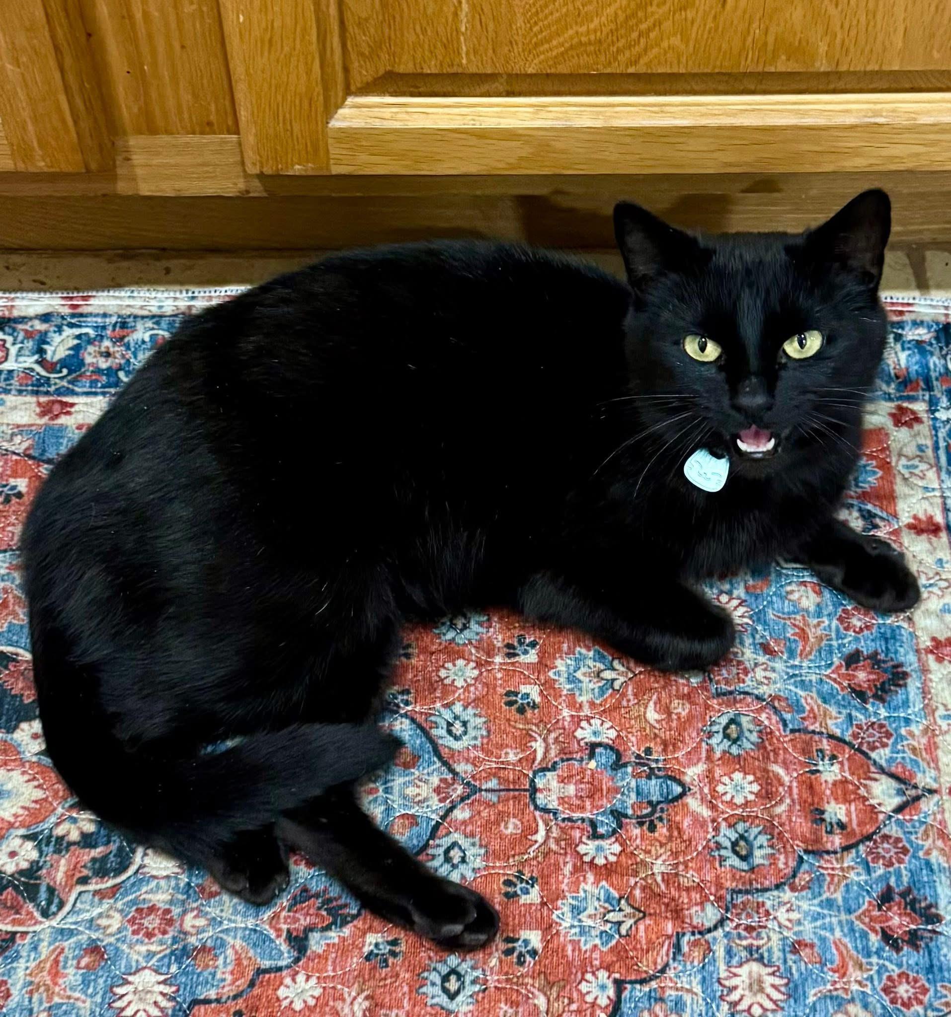 Enlarge Flower, a Adoptable Domestic Short Hair in Pluckemin, NJ image 3/6