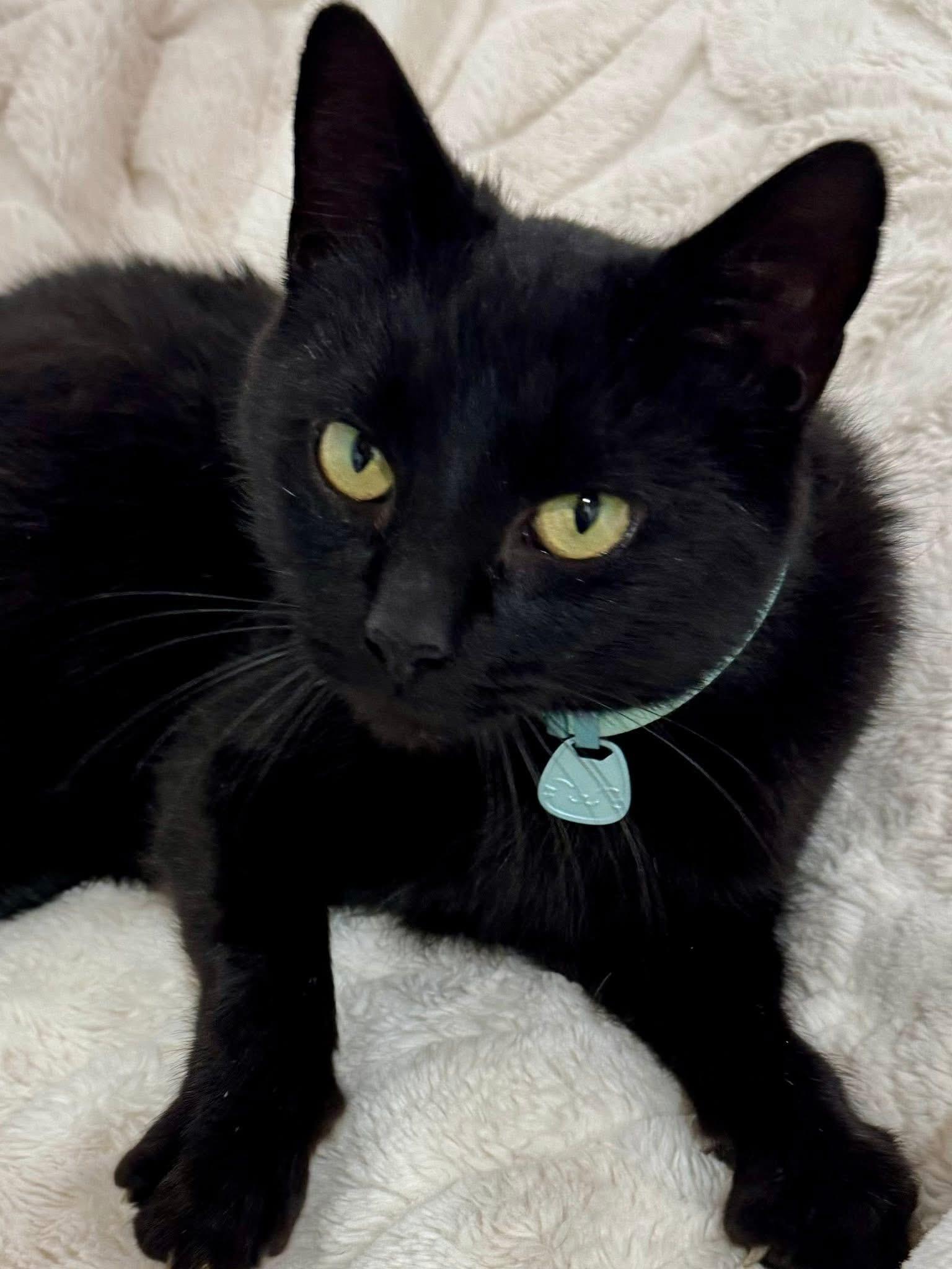 Enlarge Flower, a Adoptable Domestic Short Hair in Pluckemin, NJ image 1/6