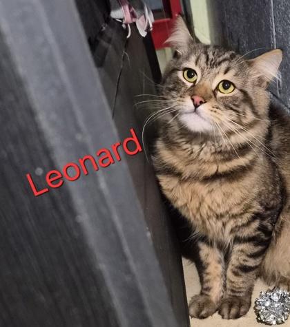 Leonard thumbnail 3