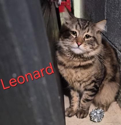 Leonard thumbnail 4