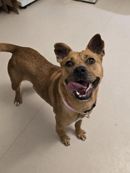 Enlarge Benton, a Adoptable mixed breed in Detroit, MI image 1/3