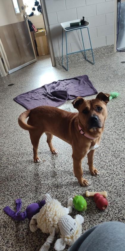 Enlarge Benton, a Adoptable mixed breed in Detroit, MI image 2/3