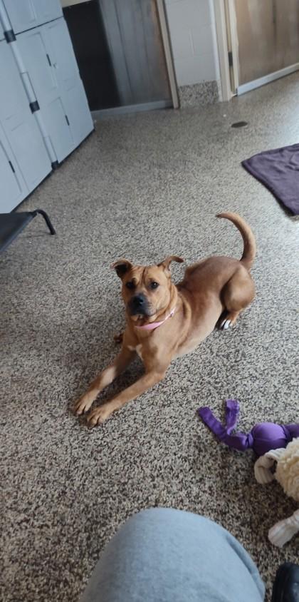 Enlarge Benton, a Adoptable mixed breed in Detroit, MI image 3/3