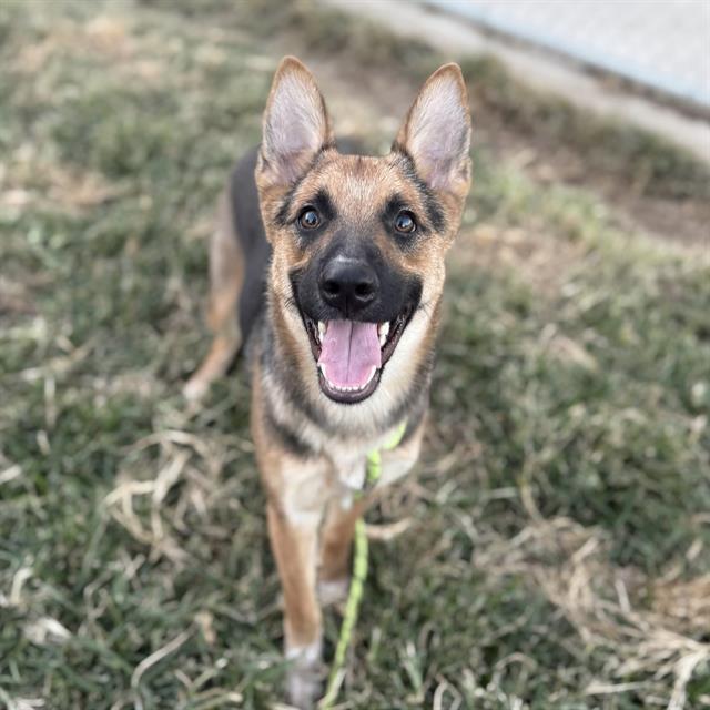 AQUA, Adoptable, Young Female German Shepherd Dog & Mixed Breed.