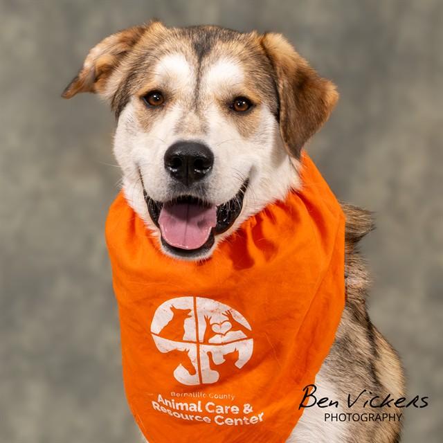 KATIE, Adoptable, Adult Female Husky & Mixed Breed.