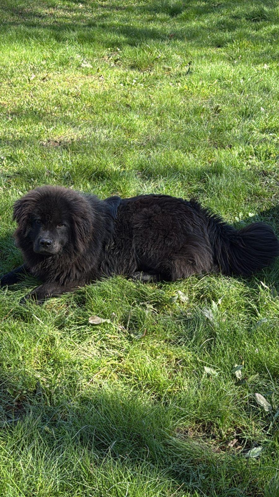 Limona — thumbnail 2