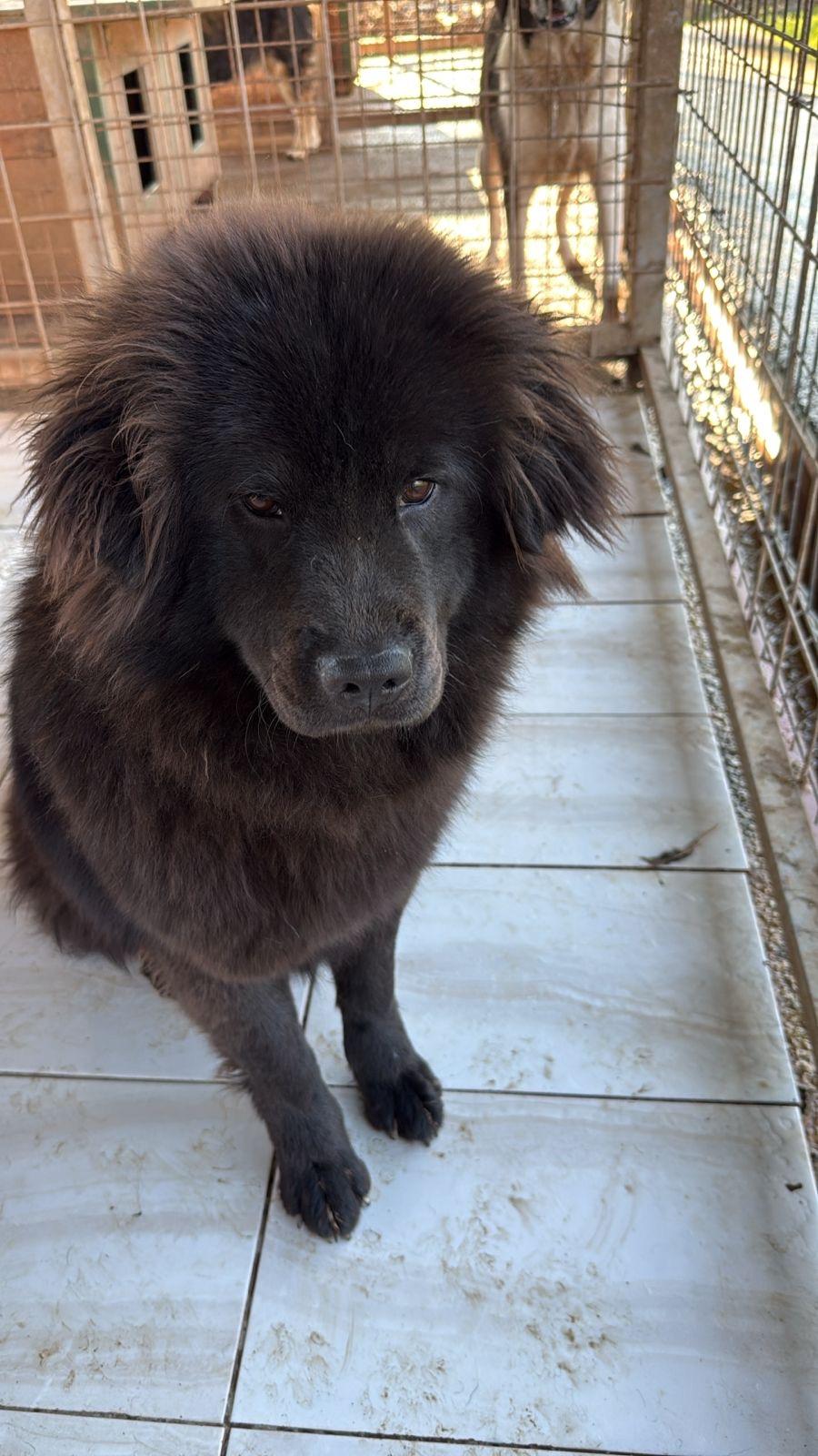 Limona — thumbnail 3