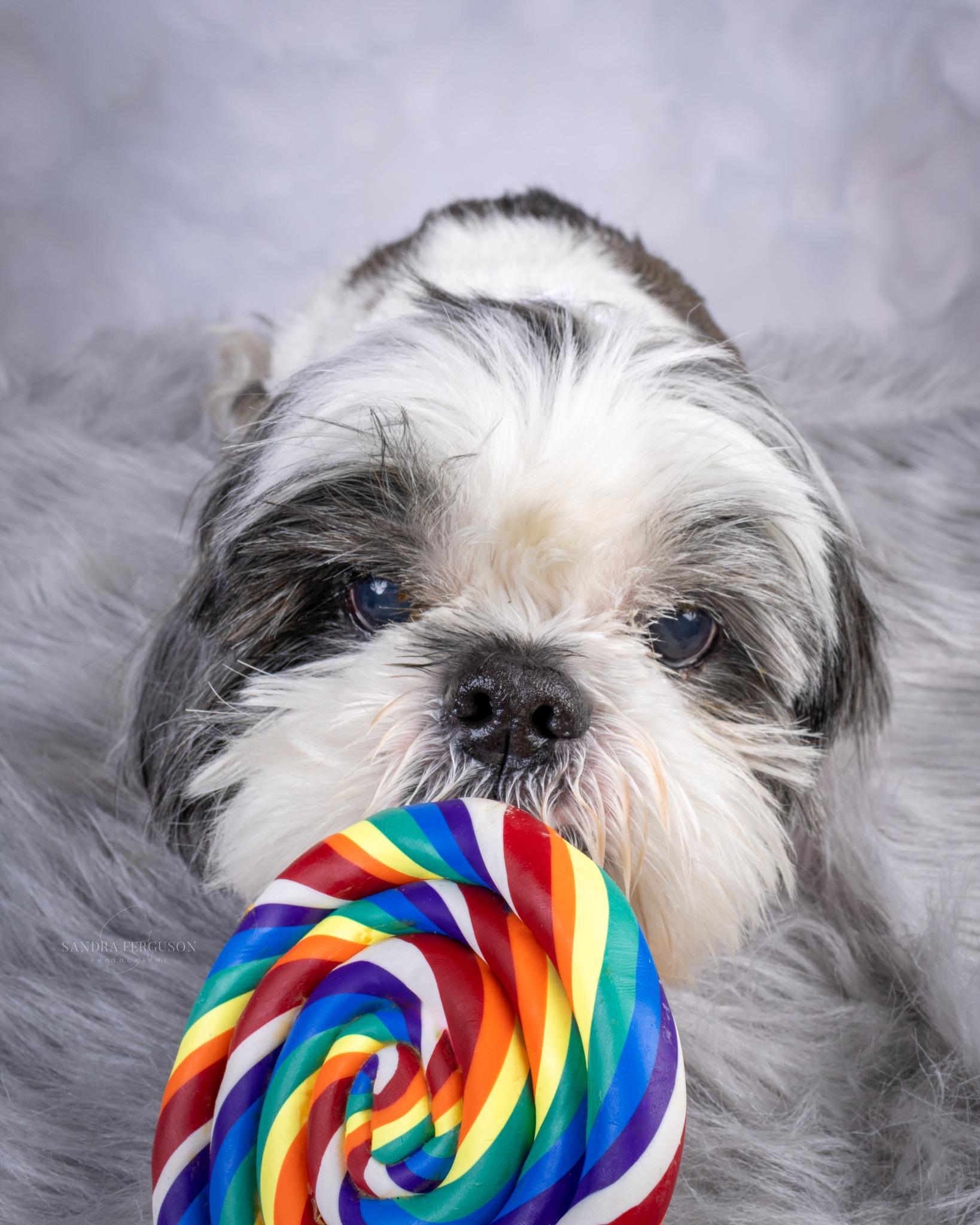 Enlarge Tucker, a ADOPTABLE Shih Tzu in Memphis, TN image 3/4