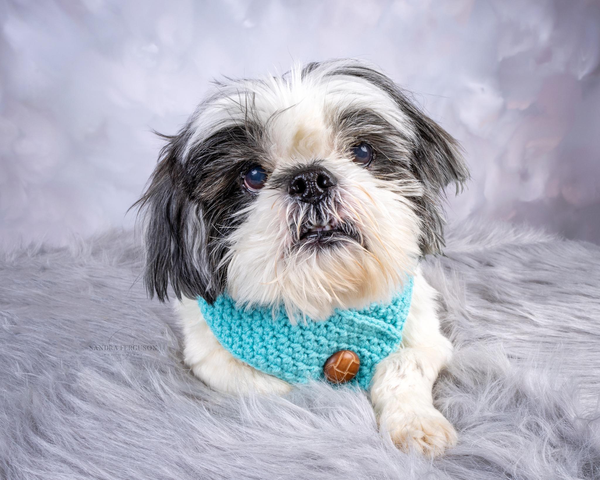 Enlarge Tucker, a ADOPTABLE Shih Tzu in Memphis, TN image 4/4