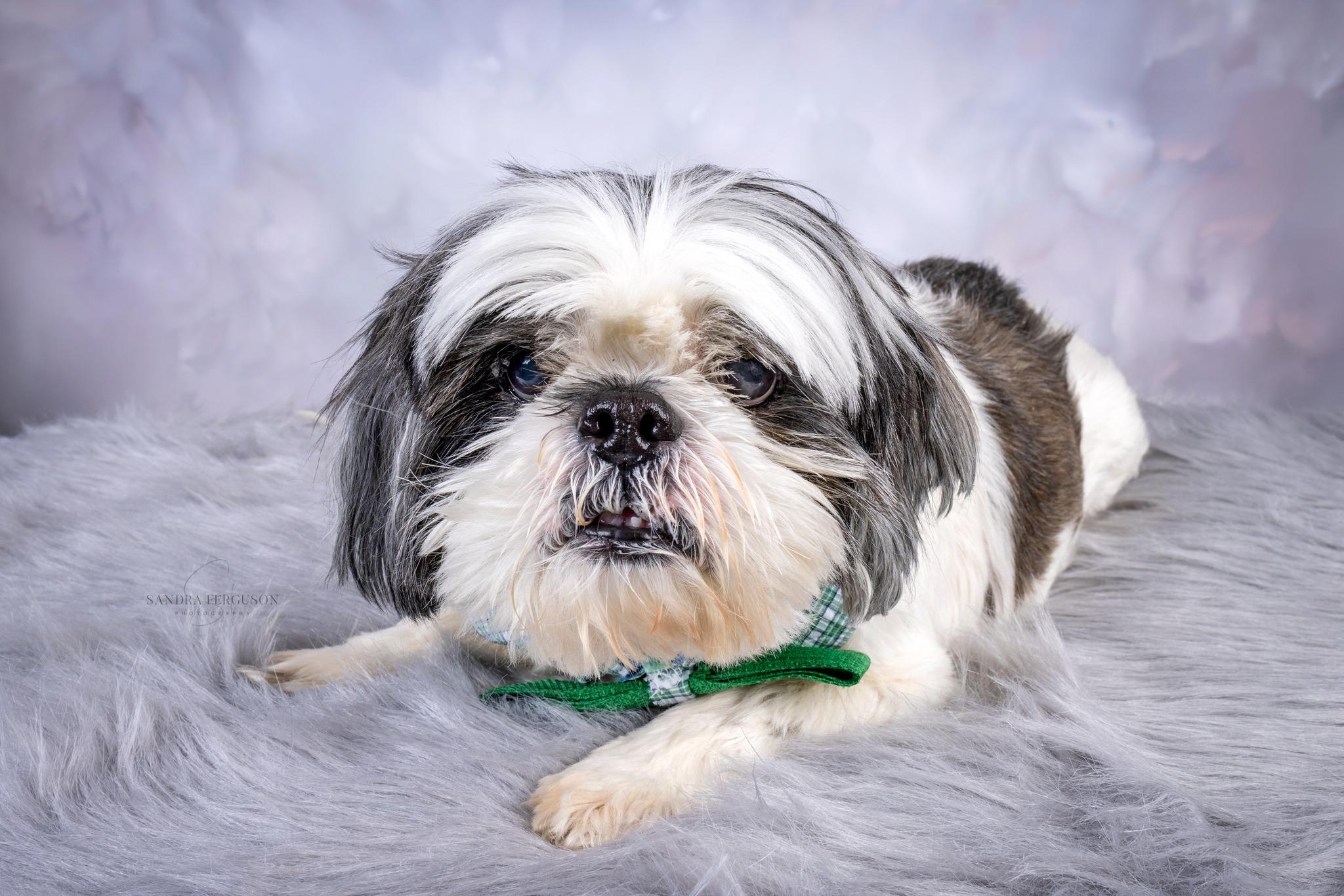 Tucker, ADOPTABLE, Adult Male Shih Tzu.