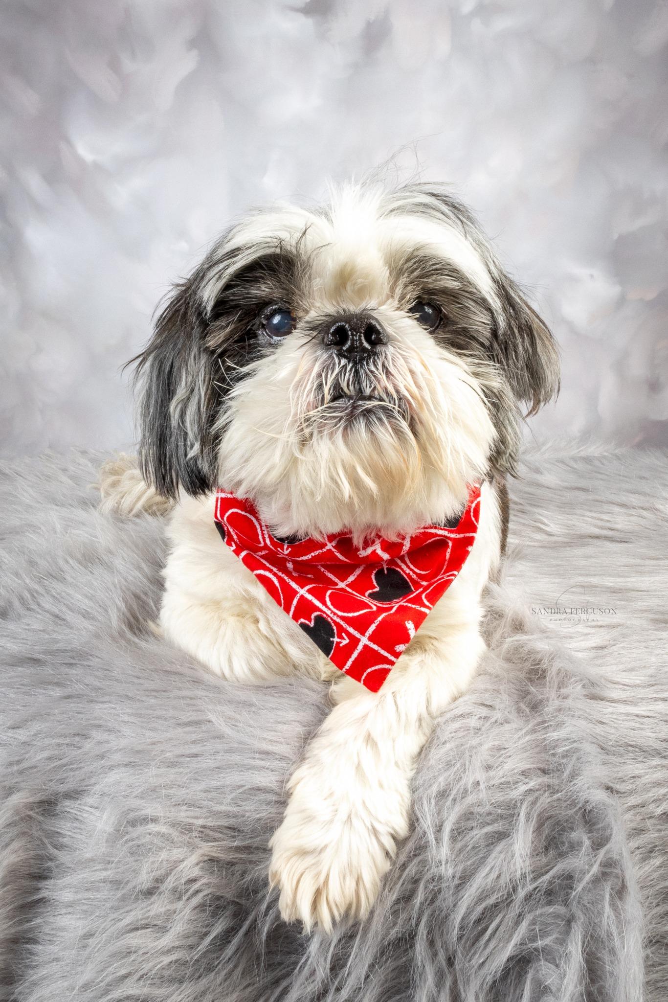 Enlarge Tucker, a ADOPTABLE Shih Tzu in Memphis, TN image 2/4
