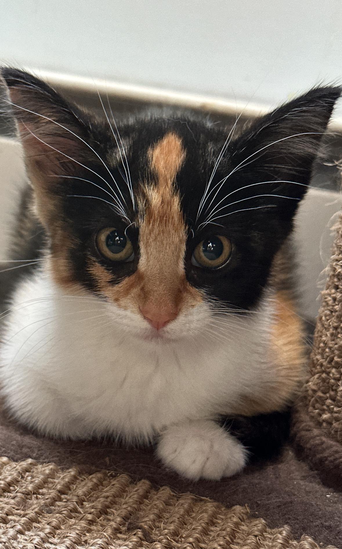 Petunia, Adoptable, Kitten Female Domestic Short Hair.