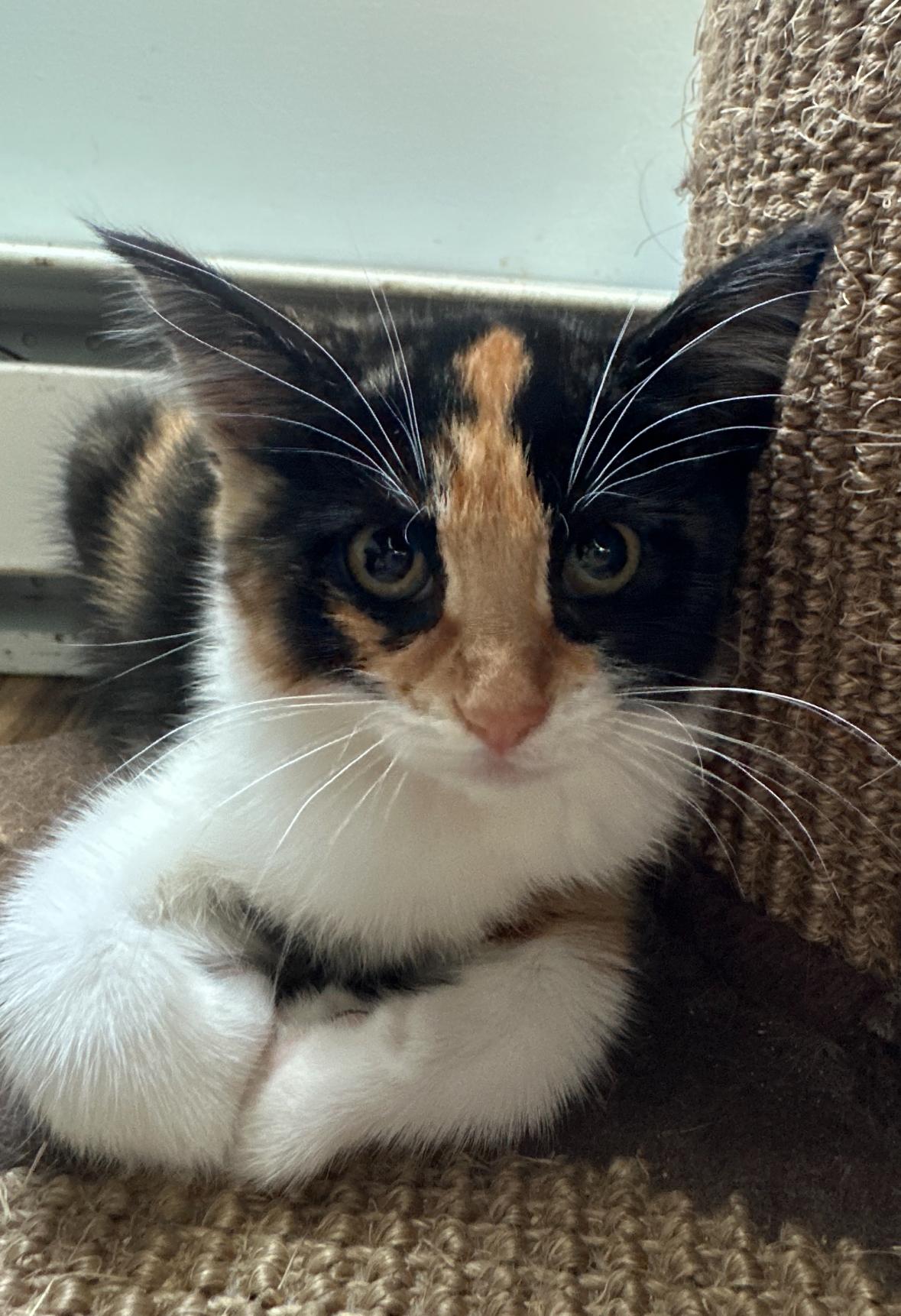 Petunia, a Adoptable Domestic Short Hair in Courtenay, BC image 2/5