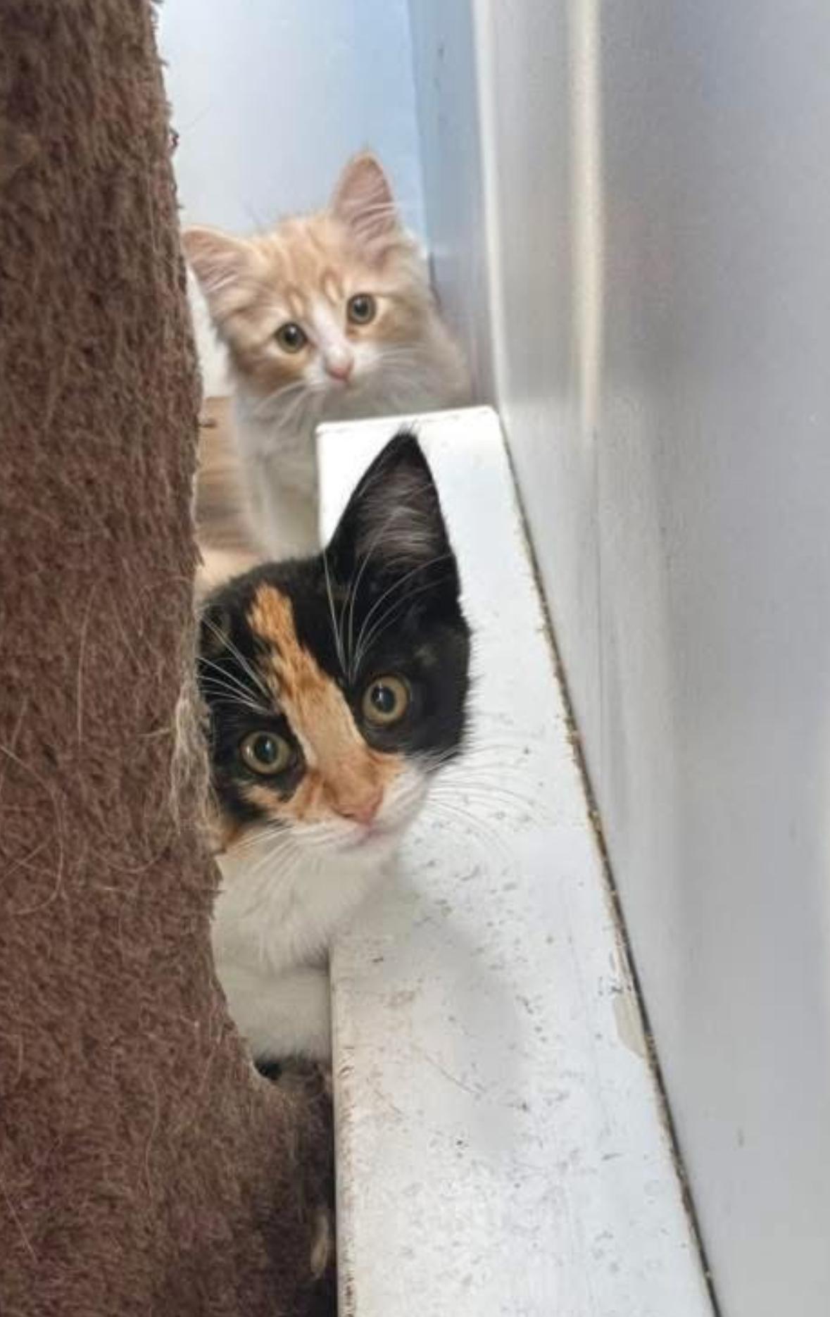 Petunia, a Adoptable Domestic Short Hair in Courtenay, BC image 3/5