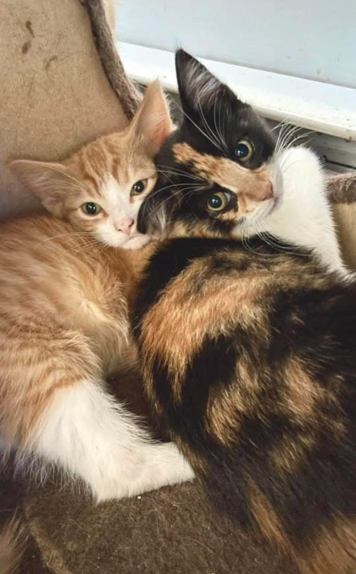 Petunia, a Adoptable Domestic Short Hair in Courtenay, BC image 4/5