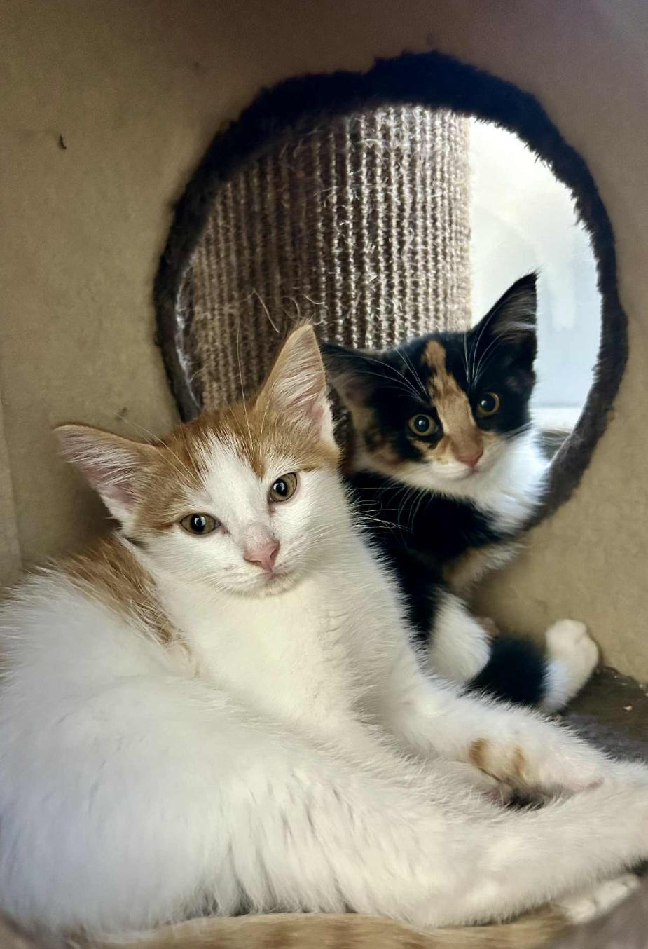 Petunia, a Adoptable Domestic Short Hair in Courtenay, BC image 5/5