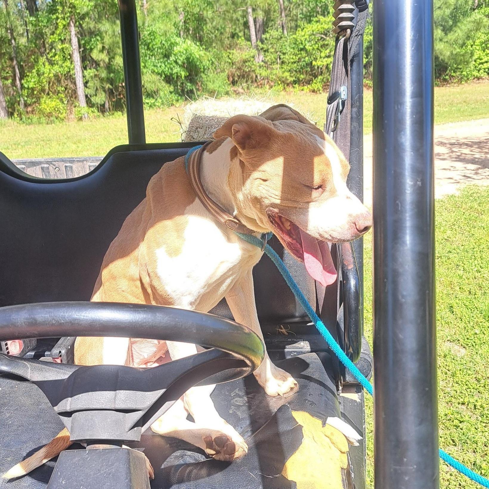 Billie, a Adopted mixed breed in Willis, TX image 2/4