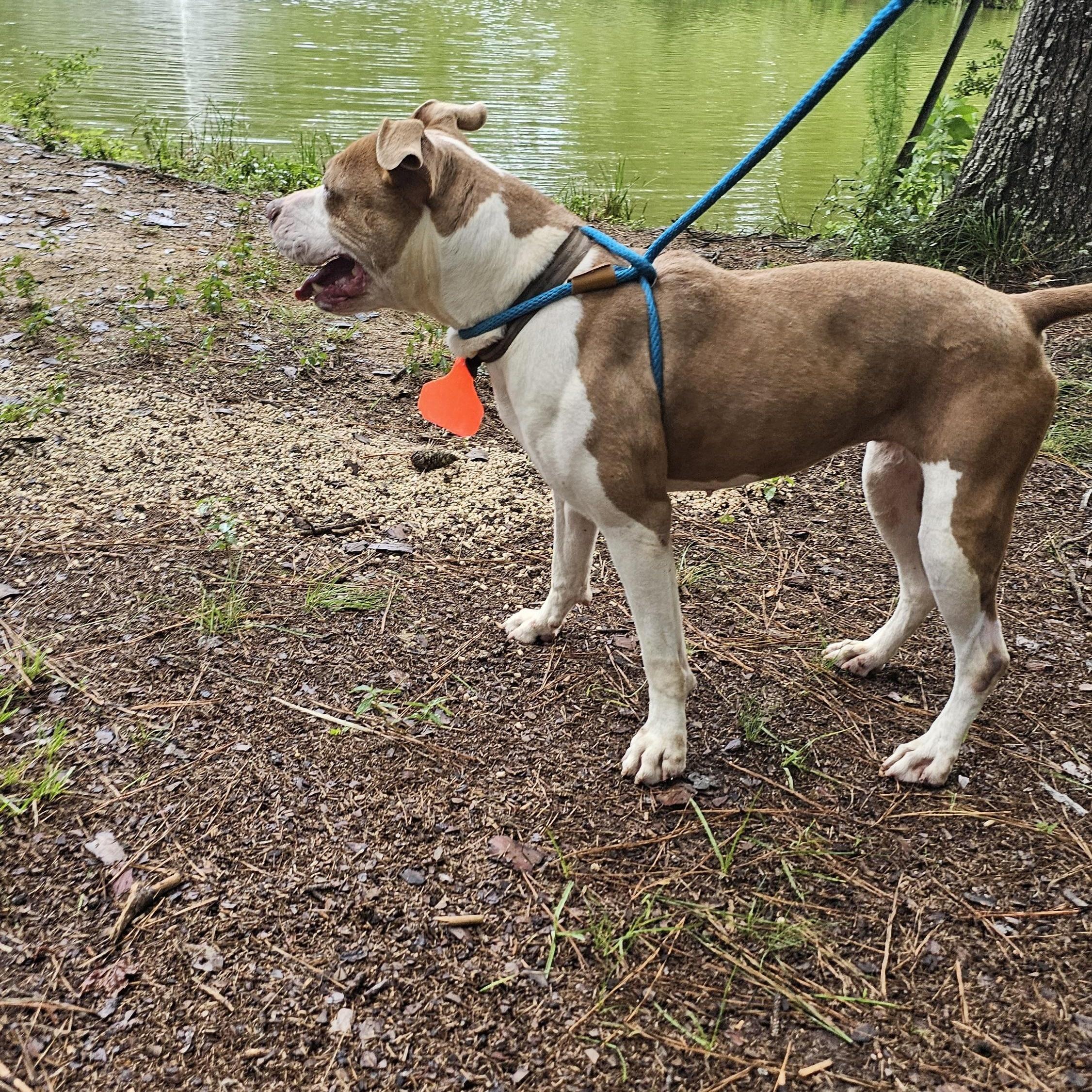 Billie, a Adopted mixed breed in Willis, TX image 3/4