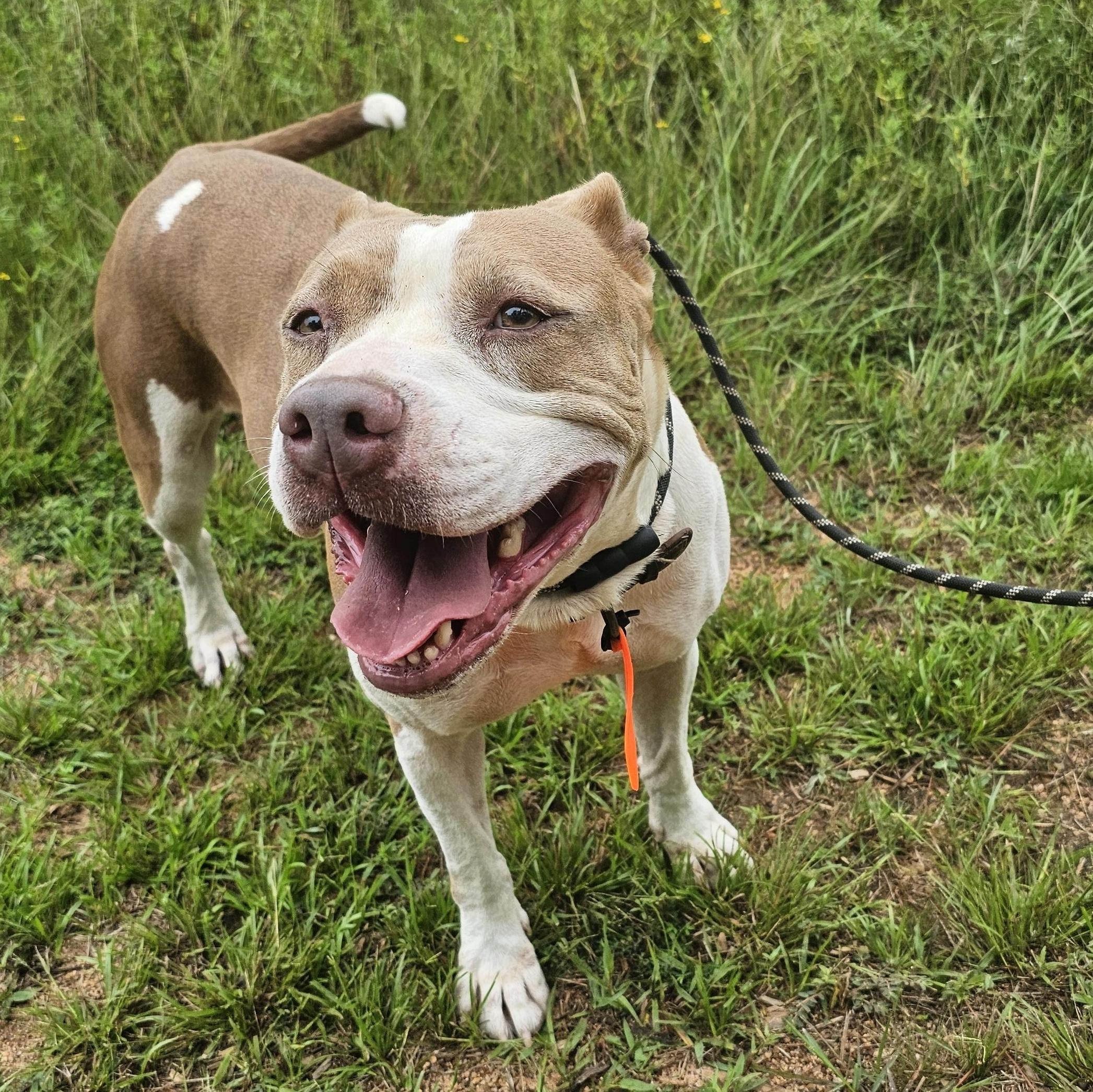 Billie, a Adopted mixed breed in Willis, TX image 1/4