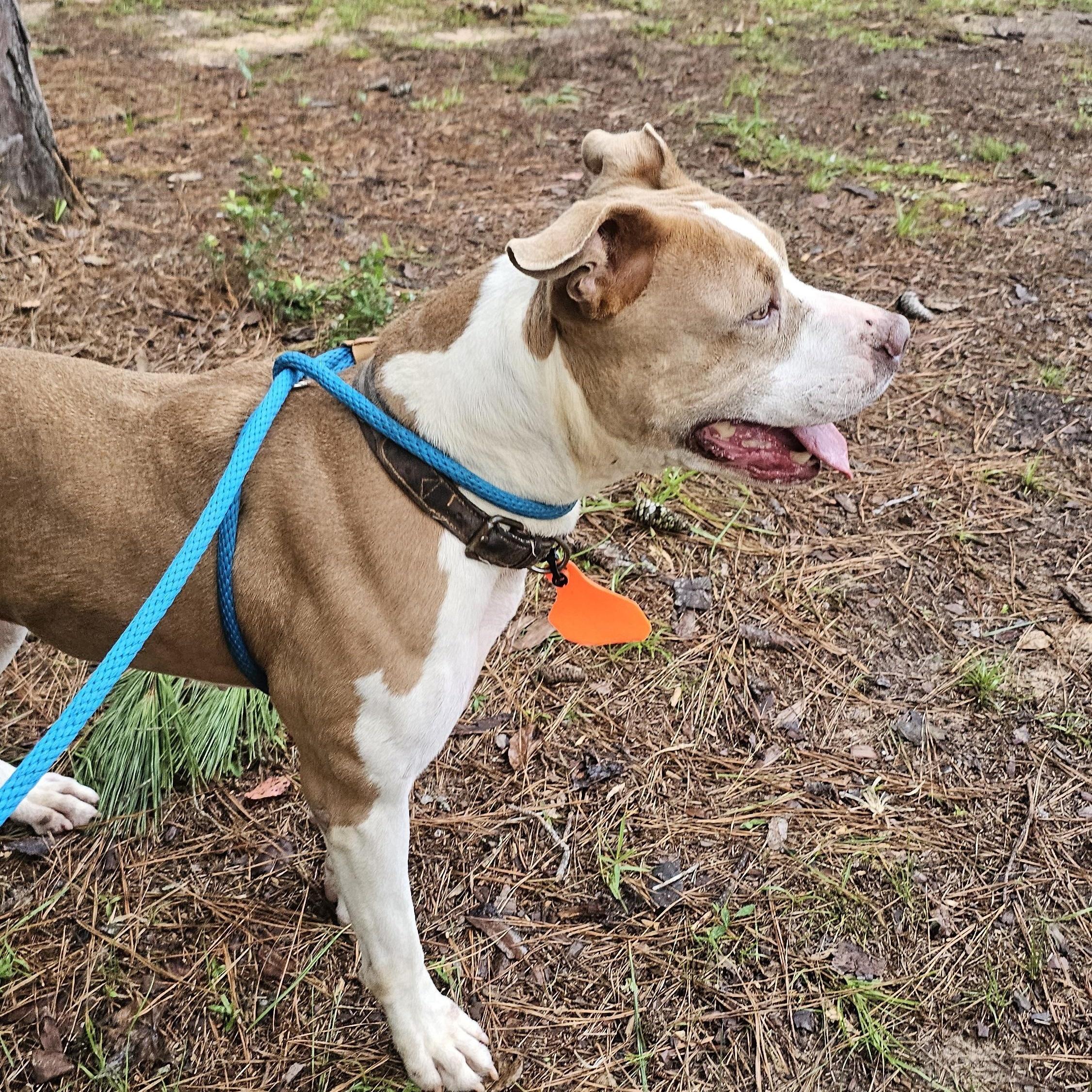 Billie, a Adopted mixed breed in Willis, TX image 4/4
