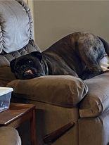 Xavier - FL, a Adoptable Bullmastiff in Pensacola, FL image 3/5