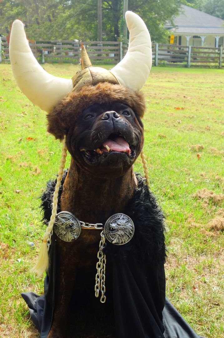 Xavier - FL, a Adoptable Bullmastiff in Pensacola, FL image 4/5