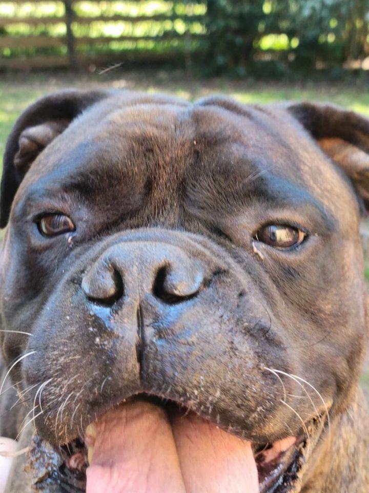 Xavier - FL, a Adoptable Bullmastiff in Pensacola, FL image 1/5