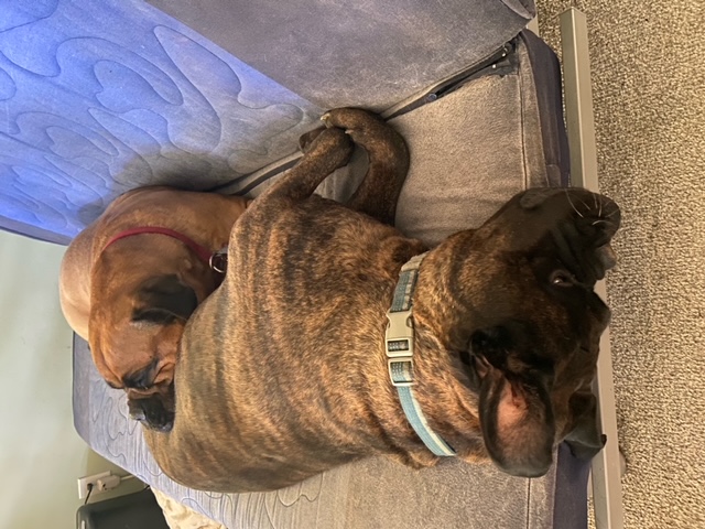 Xavier - FL, a Adoptable Bullmastiff in Pensacola, FL image 2/5