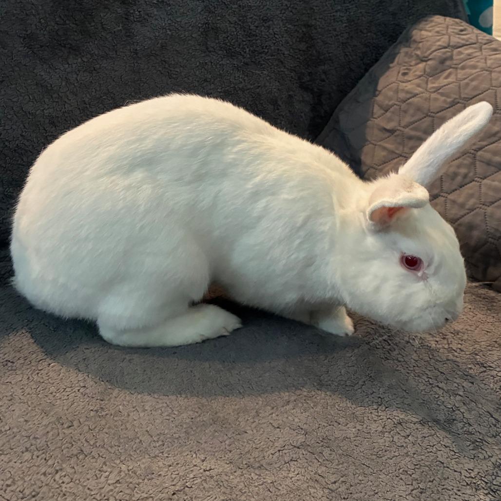 Enlarge Double Scanner, a Adoptable New Zealand in Napa, CA image 1/5