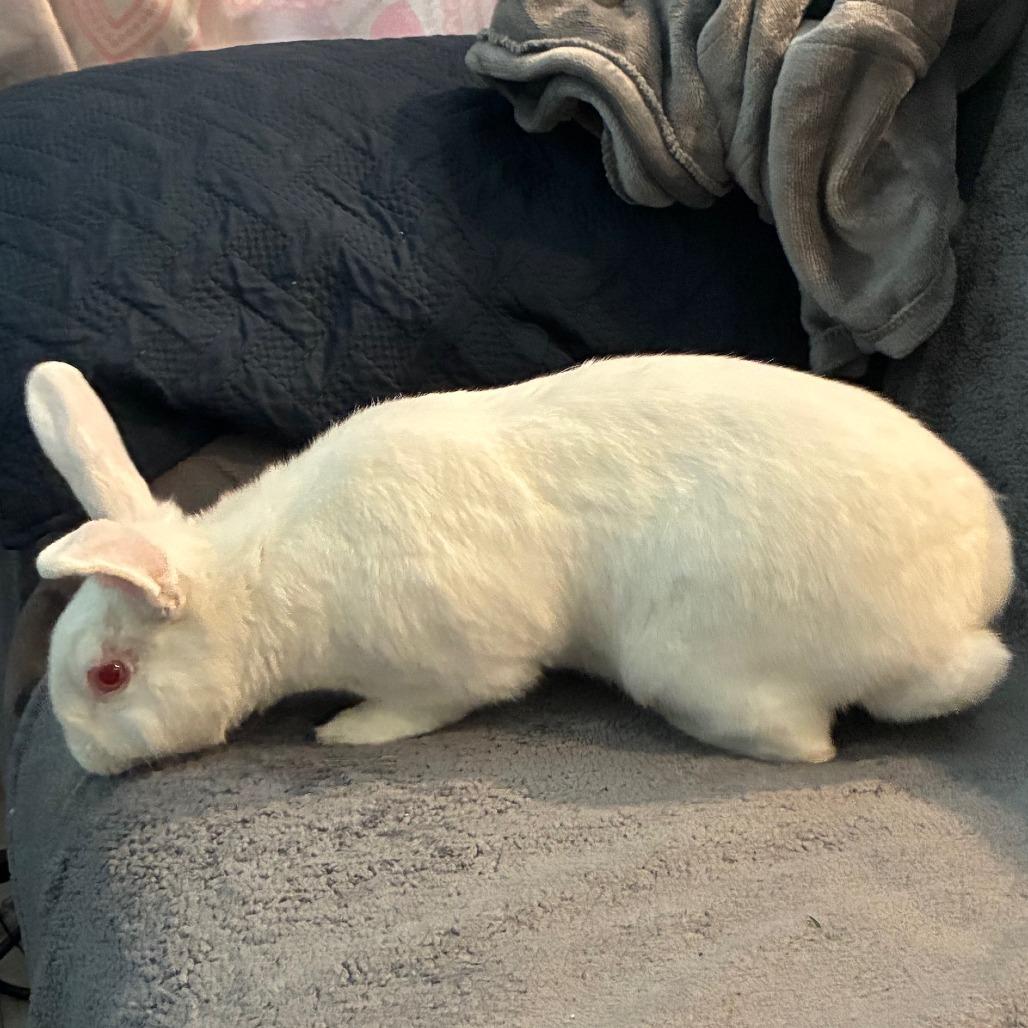 Enlarge Double Scanner, a Adoptable New Zealand in Napa, CA image 2/5