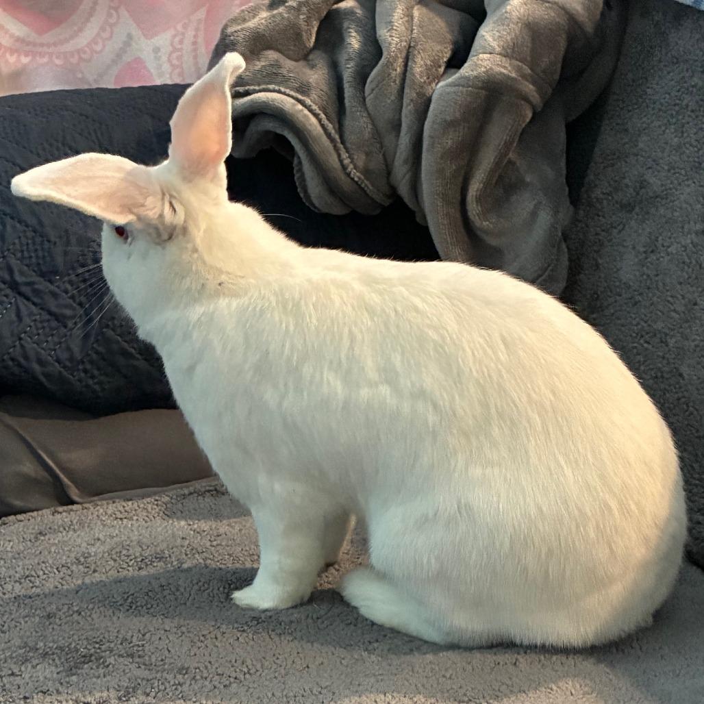 Enlarge Double Scanner, a Adoptable New Zealand in Napa, CA image 3/5