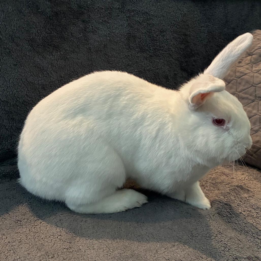 Enlarge Double Scanner, a Adoptable New Zealand in Napa, CA image 4/5