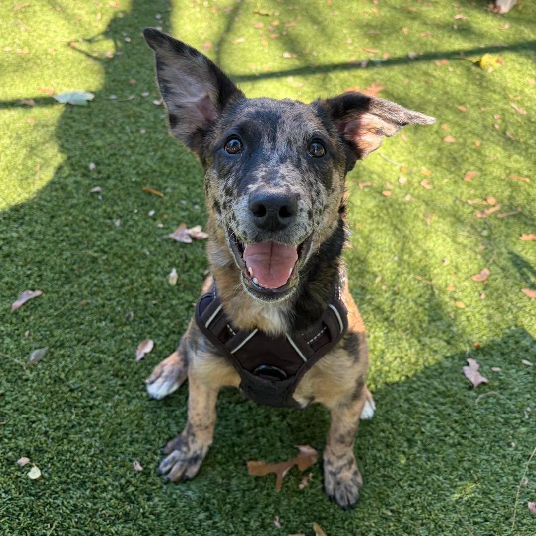 Nala, Adoptable, Young Female Catahoula Leopard Dog.