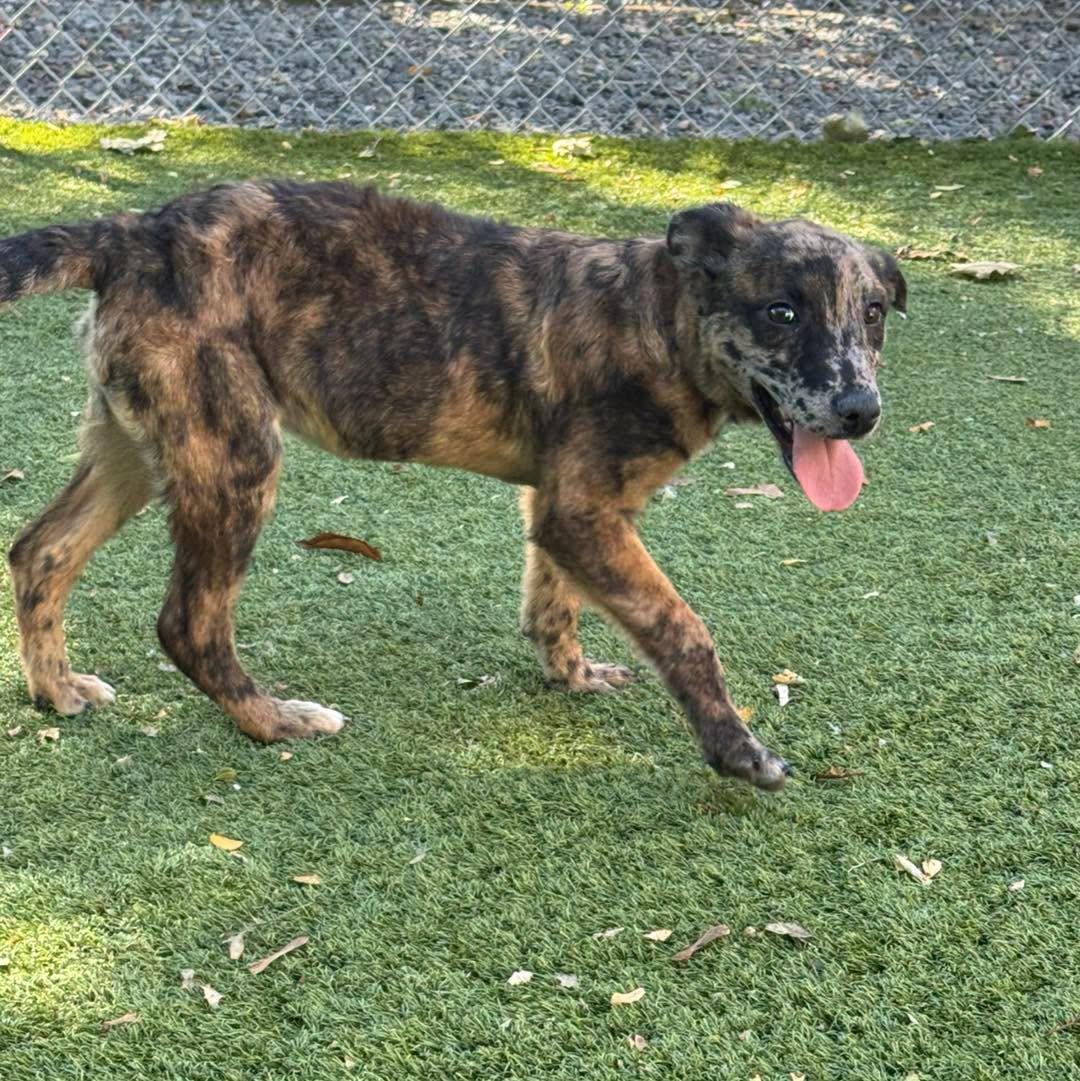 Enlarge Nala, a Adoptable mixed breed in Bloomfield, NJ image 3/6
