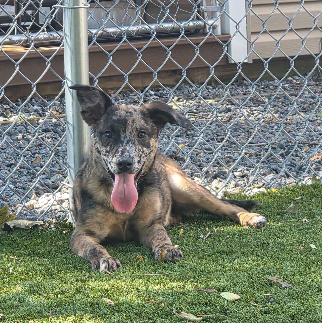 Enlarge Nala, a Adoptable mixed breed in Bloomfield, NJ image 4/6