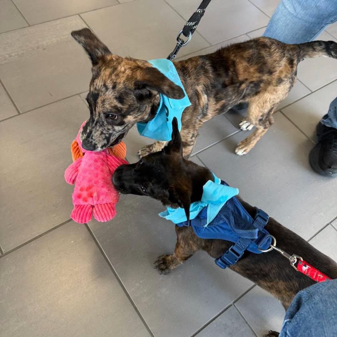 Enlarge Nala, a Adoptable mixed breed in Bloomfield, NJ image 6/6