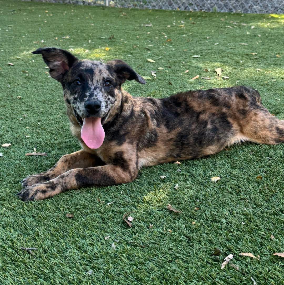 Enlarge Nala, a Adoptable mixed breed in Bloomfield, NJ image 2/6