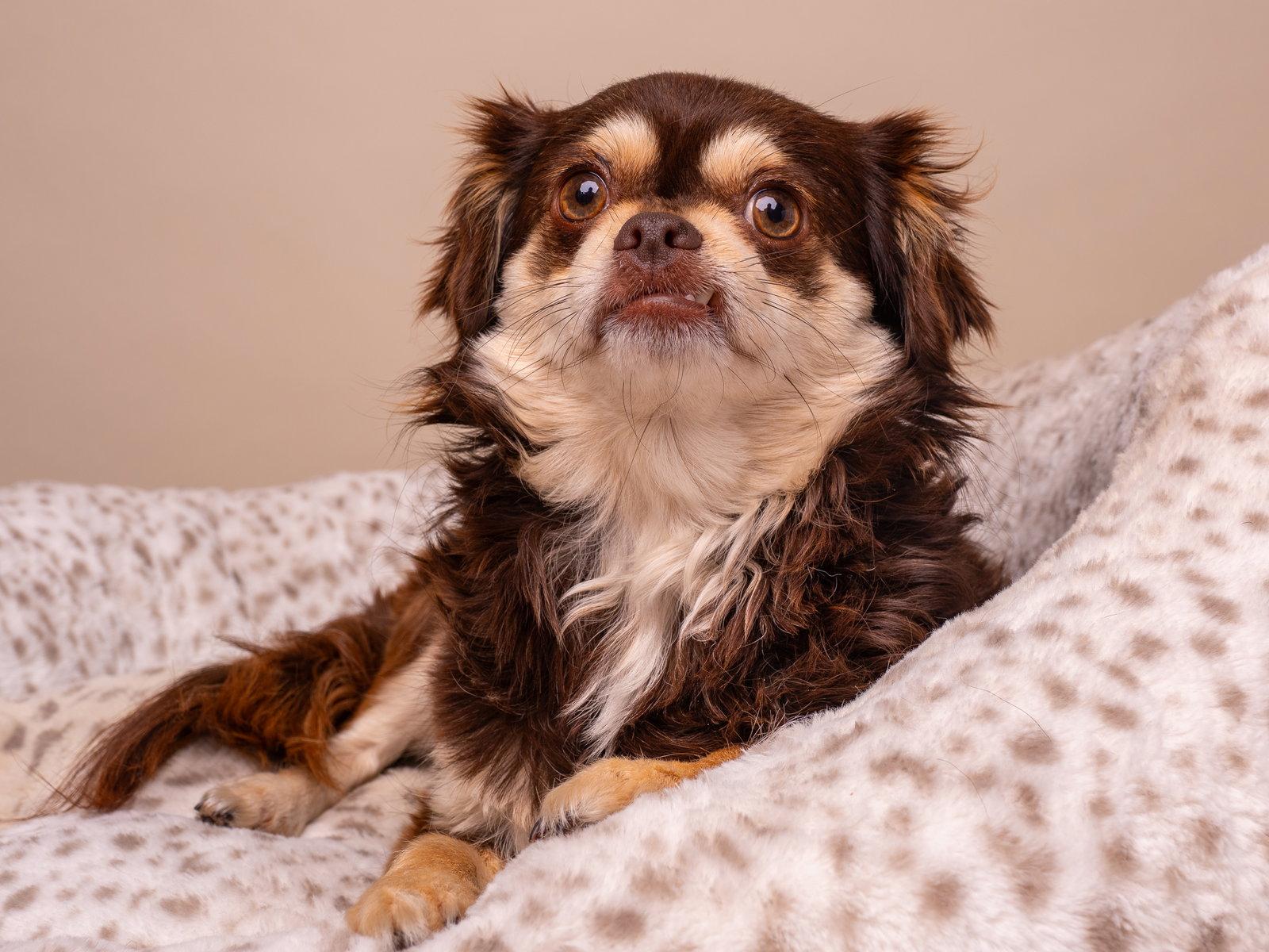 Tutu, Adopted, Young Female Pomeranian & Tibetan Spaniel.