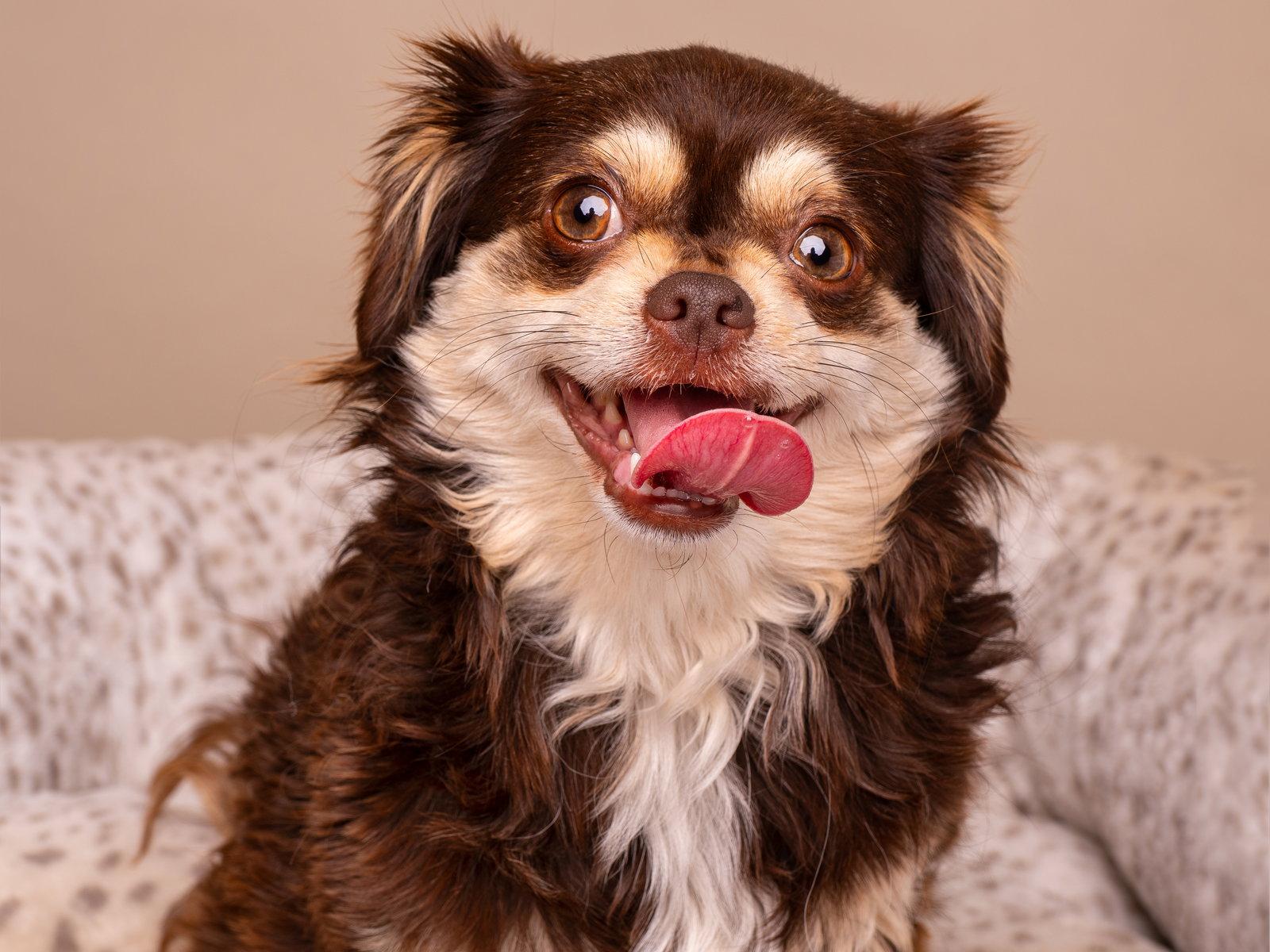 Tutu, a Adopted mixed breed in Palo Alto, CA image 2/3