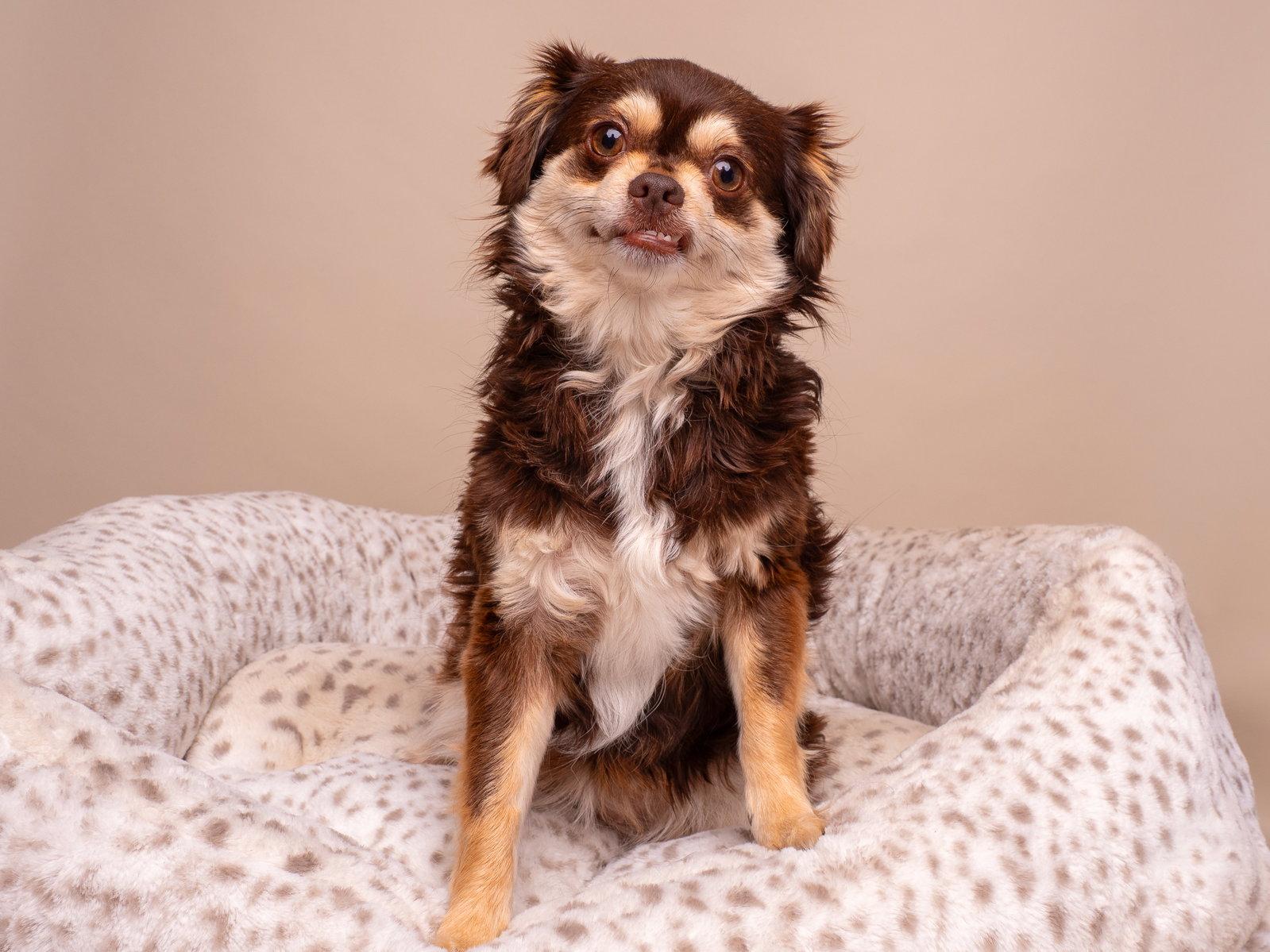 Tutu, a Adopted mixed breed in Palo Alto, CA image 3/3