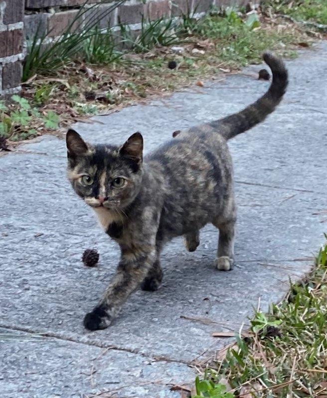 Enlarge Melanie, a Adopted Domestic Short Hair in Columbia, SC image 3/3