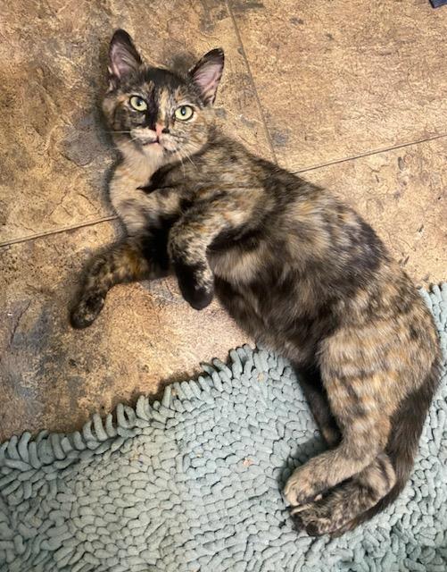 Melanie, Adopted, Young Female Domestic Short Hair.