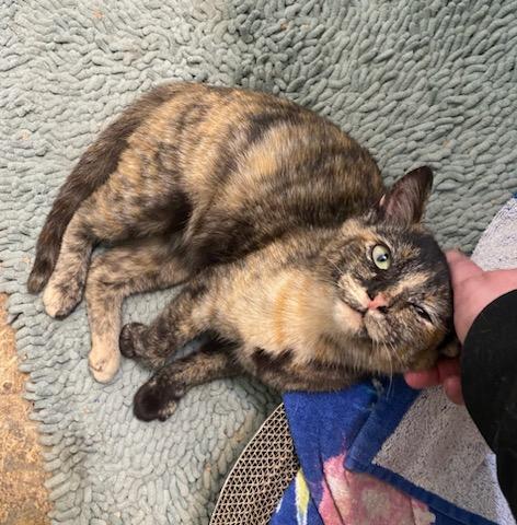 Enlarge Melanie, a Adopted Domestic Short Hair in Columbia, SC image 2/3