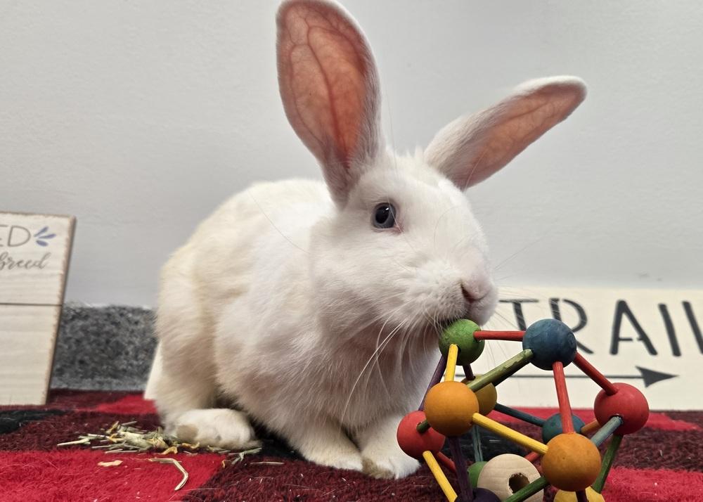 Royce, Adoptable, Adult Male Bunny Rabbit.