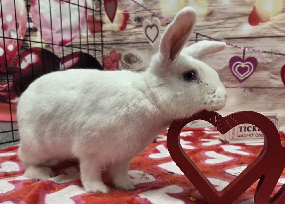 Enlarge Royce, a Adoptable Bunny Rabbit in Westford, MA image 2/6